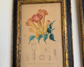 4  botanical prints after Maubert                                              frame size    8"h x 8.5"w