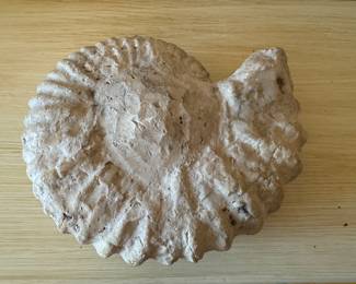 Ammonite        7" x 6" x 2.75"