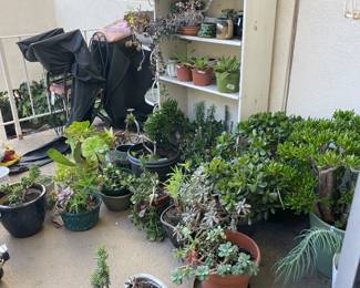 Plants. $5-$30