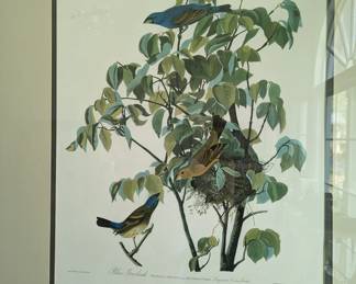 Audubon Framed Print