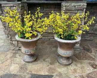 Yellow Flowers In Pots