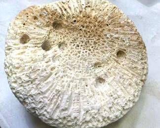 Heavy Large Brain Coral
