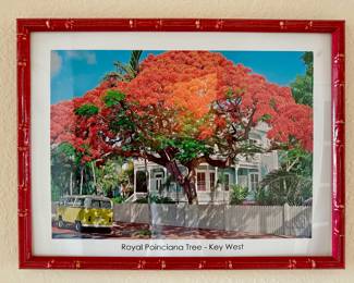 Royal Poinciana Tree art Key West