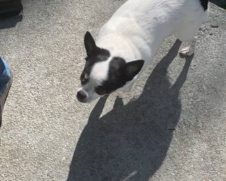 Hercules is not for sale. Kinda mean.  But he’s cute. 