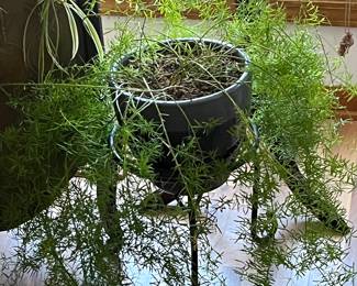 Several  live plants… ferns!