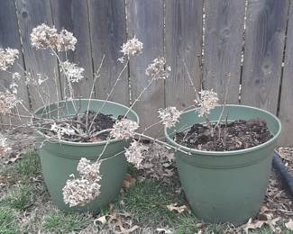 Planted pots. Hydrangea on the left and a lilac on the right. Both currently with buds.