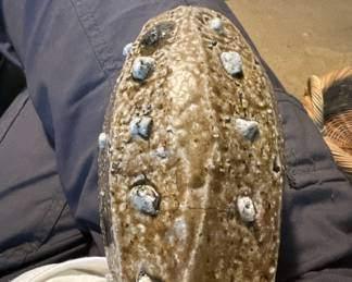 WMH Mark Hewett pottery