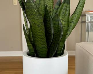 Mother-In-Law's Tongue Plant in Planter.