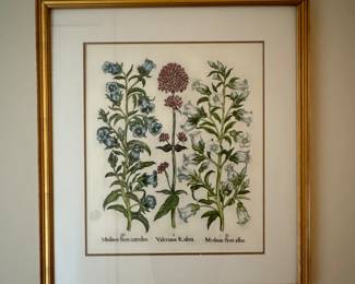Vintage Botanical Print.