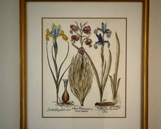 Vintage Botanical Print. 