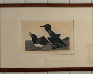 Antique J. J. Audubon, "Foolish Guillemot, Uria Troile" Aquatint. Engraved, Printed and Colored by R. Havelll 1834. Measures 19 5/8" x 12"; 40 3/4" x 27 3/4" Including Frame. Photo 1 of 4. 