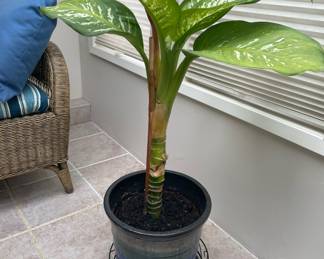 Potted Evergreen Tree Dieffenbachia