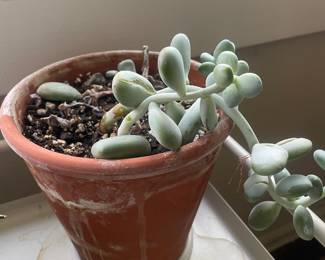 Potted Moonstone Succulent
