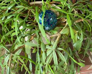 Potted Christmas Cactus