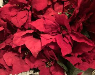 Poinsettias 