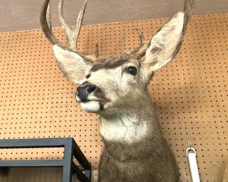 Deer mount