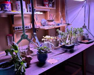 grow lights and plants