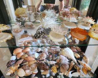 Lovely Collection of Sea Shells