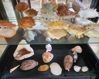 And there's more Sea Shells