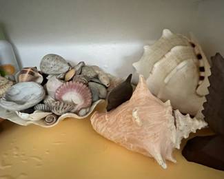 Pretty seashells 