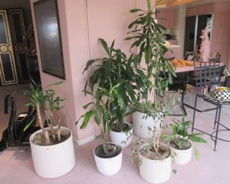 Live Plants with Pots