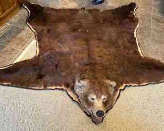 American Brown Bear Hide