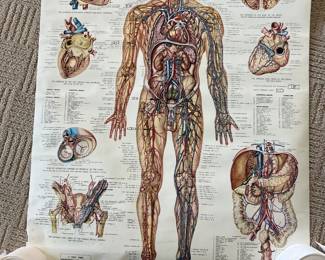 The vascular system