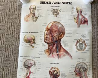Head and neck