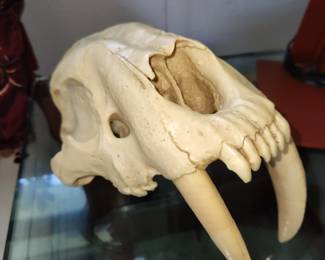 Resin copy of a prehistoric Saber Tooth Tiger 