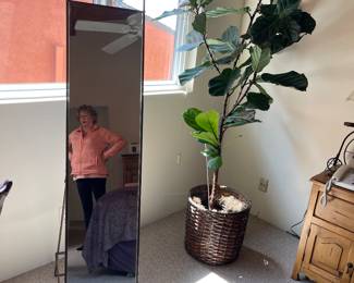 Loads of tall plants 