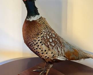 Taxidermy pheasant