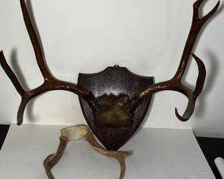 Antlers 