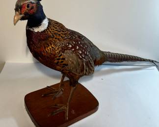 Taxidermy pheasant
