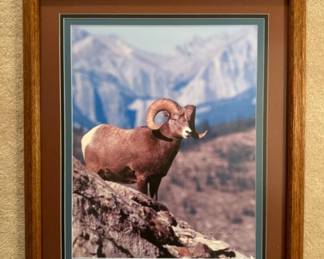 Vintage Signed Bighorn Sheep Framed Nature Photography