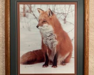 S/N Red Fox Framed Nature Photography - Gerry Lamarre