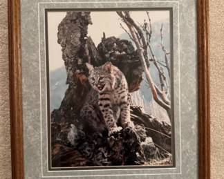 Signed Framed Bobcat in Tree Nature Photography - James T. Jones