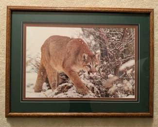 S/N Stalking Cougar Framed Nature Photography - Gerry Lamarre