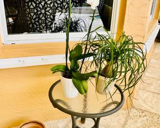 Ponytail plant on the right is sold.