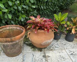 The two crotons on the right are sold.