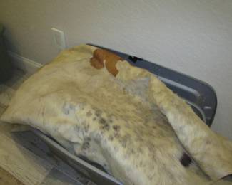 Natural animal pelts