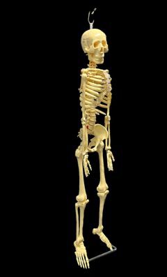 Vintage 1/4 Scale Model Anatomy Skeleton with metal stand
