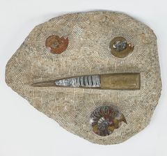 HUGE 15" High Heavy Fossil Composite Plate Nautilus, Ammonite & Orthoceras
