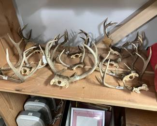 skull antlers