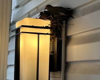 There's a nest of birds by the front door.  Please be nice and just don't disturb.  They are going to be freaked out by the coming and going as it is.