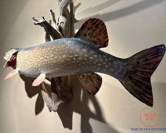 Fresh Water NORTHERN PIKE Real Skin TAXIDERMY Fish Mount