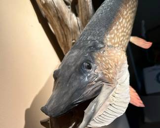 Fresh Water NORTHERN PIKE Real Skin TAXIDERMY Fish Mount
