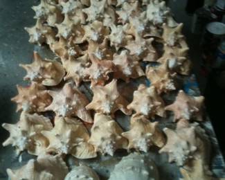 Hundreds of shells, all sizes.
