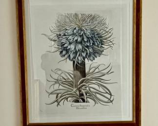 Botanical Print, Corona Imperialis Polvanthus, After Basil Besler ~~~ Numbered Litho