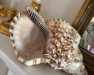 Caribbean triton seashell