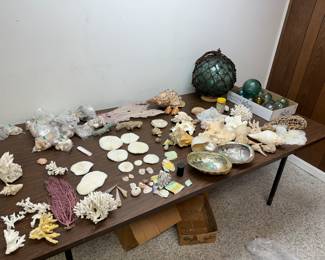 Huge Collection of Sea Shells